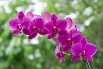 beautiful orchid on green background