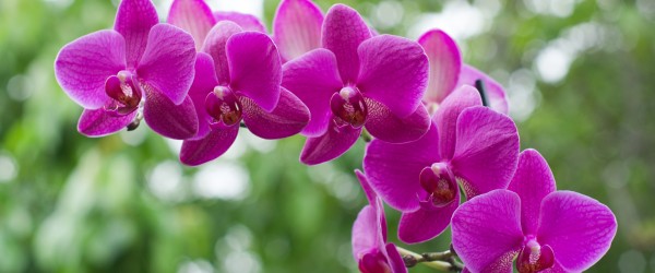 beautiful orchid on green background