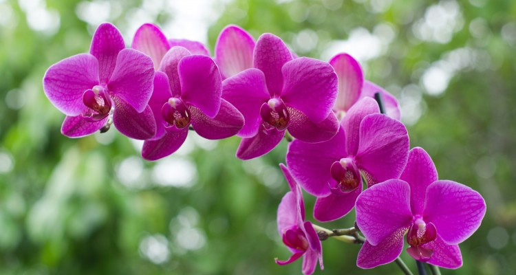 beautiful orchid on green background