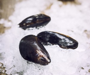 Fresh  mussels on ice ready for cooking