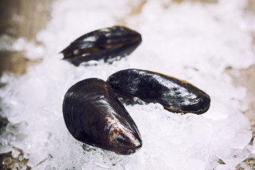 Fresh  mussels on ice ready for cooking