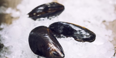 Fresh  mussels on ice ready for cooking