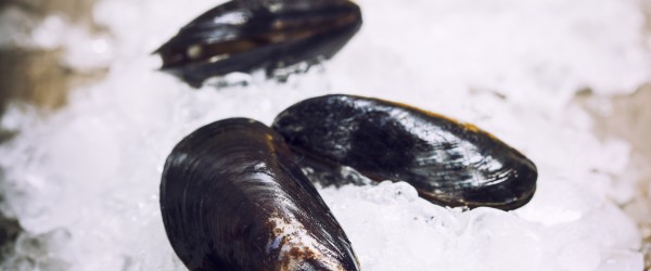 Fresh  mussels on ice ready for cooking