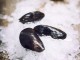 Fresh  mussels on ice ready for cooking